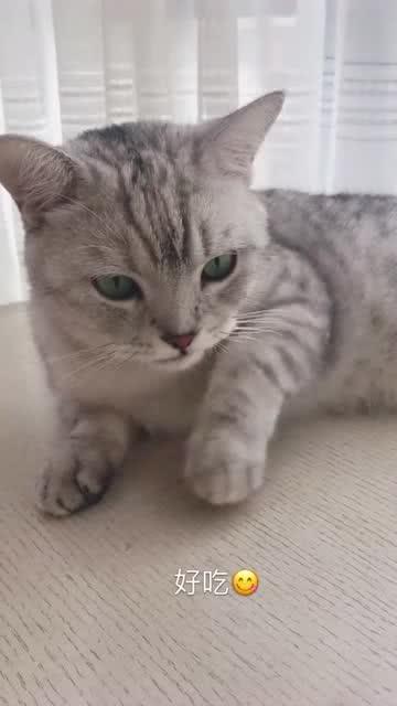 爱吃的小猫被爆料视频是真的吗,爱吃小猫爆料视频真实性揭秘